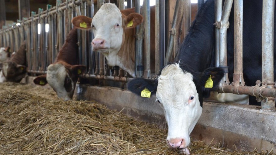 Stočari u gubitku i do 300 evra zbog lošeg otkupa