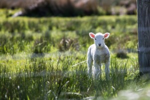 Strava u ograđenom toru: Psi zagušili pet ovaca i dva janjeta