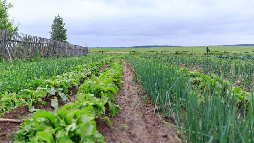 Koje povrće se najbolje slaže u plodoredu?
