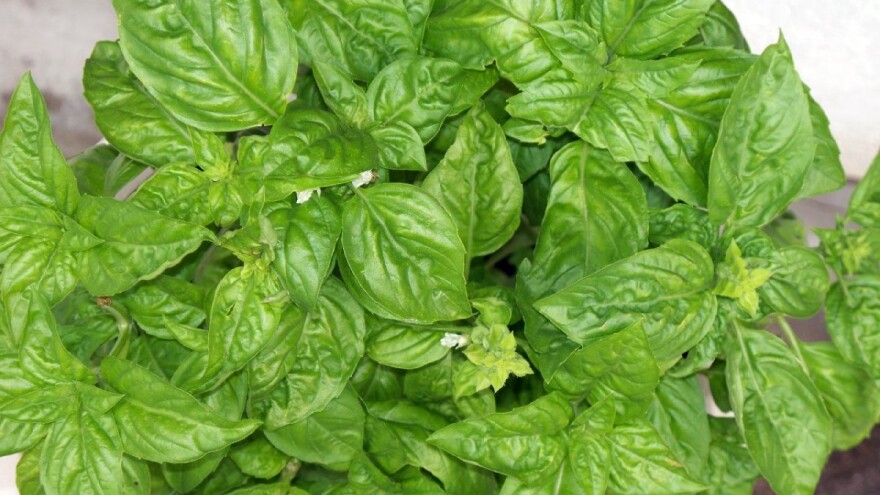 Kako uzgajati bosiljak?