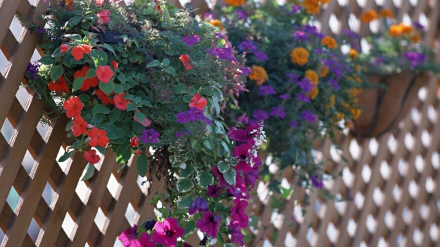 Pravilno negujte cveće i ono će vas nagraditi obilnim cvetanjem