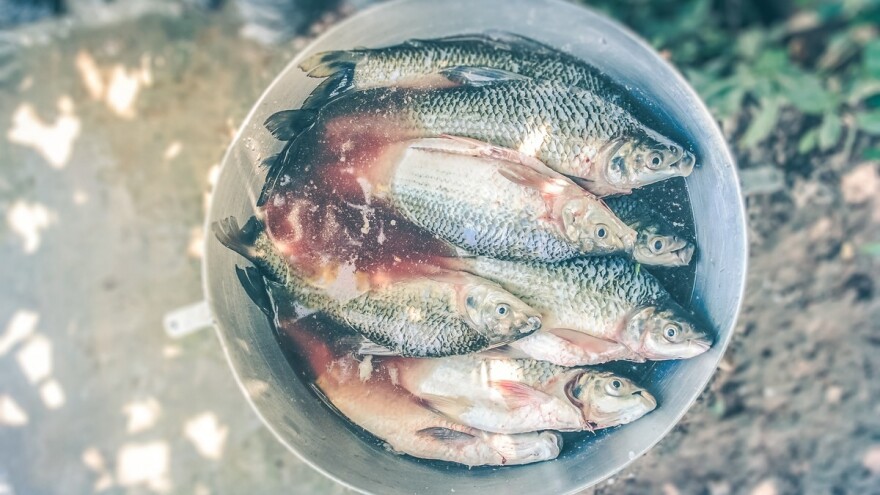 Riblje gnojivo odlično je za lisnato zeleno povrće i travnjake
