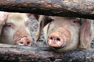 Urušava se domaće stočarstvo: izvoz stao, potražnje nema - kome prodati svinje i junad?