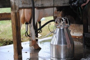 Rast proizvodnje mlijeka, u ožujku prikupljeno 3.318 t više nego mjesec prije