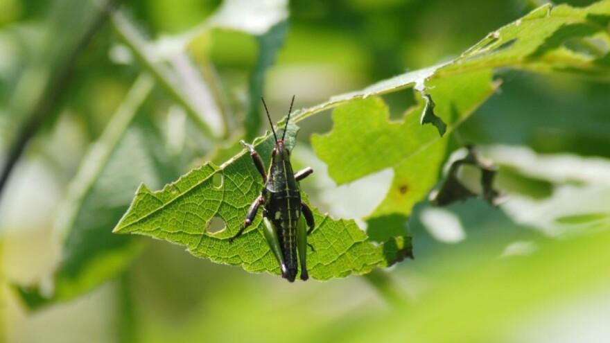 I skakavci prave štete u bašti - kako ih sprečiti?
