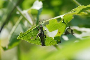 I skakavci prave štete u vrtovima - kako ih spriječiti?