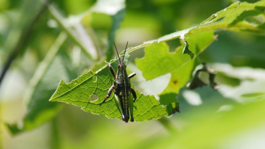 I skakavci prave štete u vrtovima - kako ih spriječiti?
