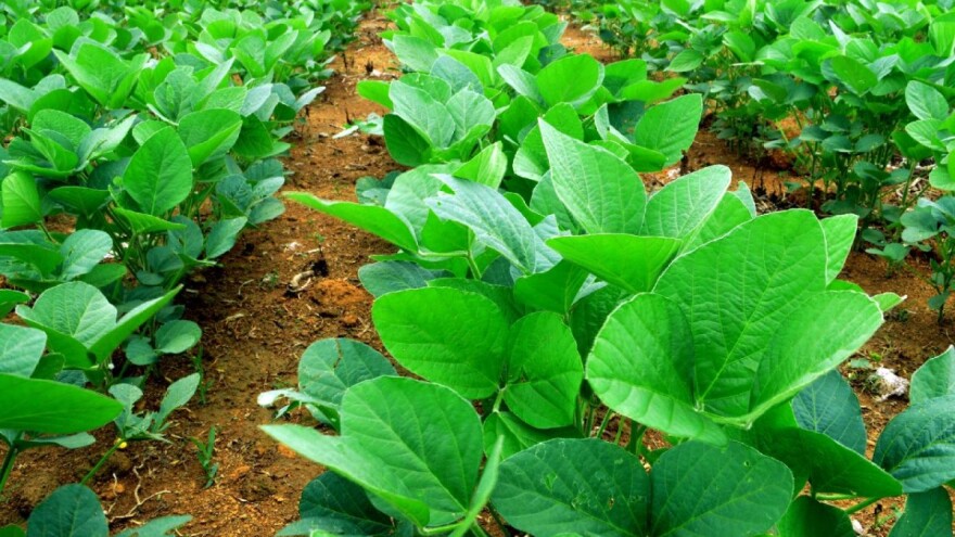 Kad je pravi trenutak za tretiranje soje protiv korova?