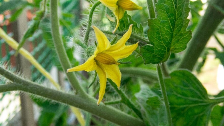 Zašto paradajzu otpadaju cvetovi?
