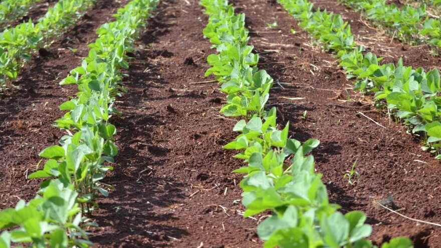 Obavite dušičnu prihranu okopavina do zatvaranja redova - u tlo ili folijarno