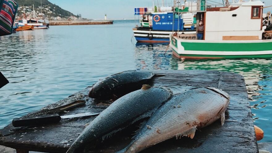 Ribari, otvoreno je savjetovanje o sljedivosti za plavoperajnu tunu i igluna