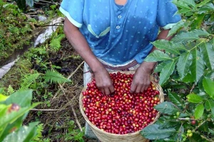 Manje kafe ove godine? Najveće zemlje proizvođači u velikim problemima