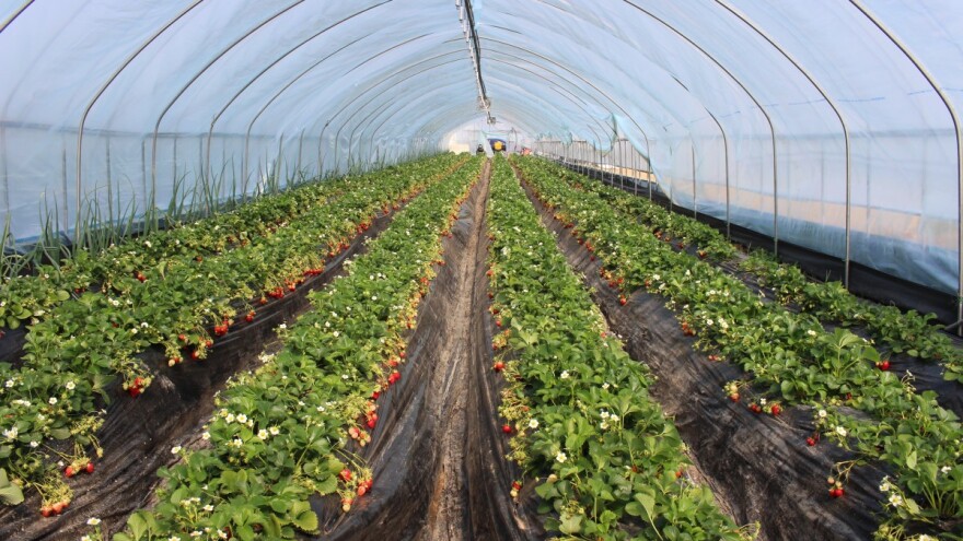 Mikro farme - makro profit? Moguće je