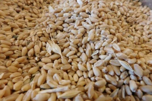 Pad cene pšenice roda iz 2019. godine - 19,60 dinara za kilogram