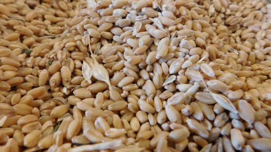 Pad cene pšenice roda iz 2019. godine - 19,60 dinara za kilogram