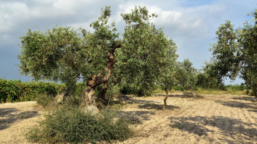 Kako su se maslinari nosili sa španjolskom gripom?