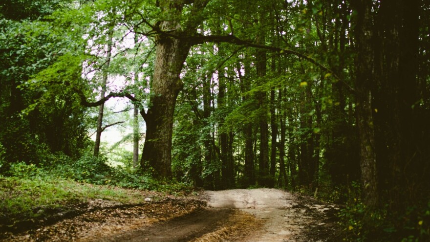 Nacrt prijedloga Uredbe o zakupu šumskog zemljišta u vlasništvu Republike Hrvatske