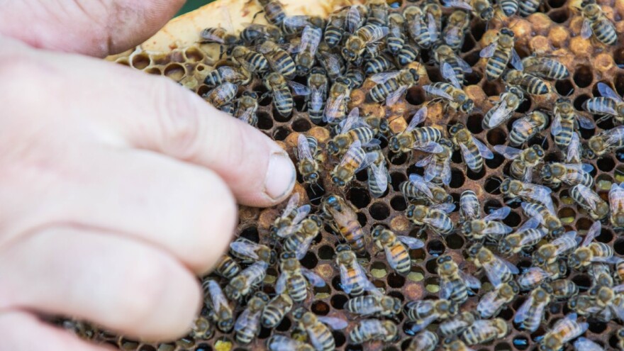 Odlična vijest uz Svjetski dan pčela: Moguće osiguranje kroz mjeru 17!