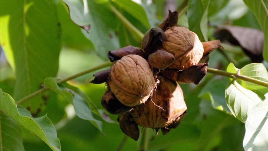 Objavljen Pravilnik o provedbi izravne potpore i IAKS mjera, novi iznosi za eko orah i lijesku