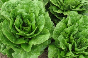 Razvijaju sorte zelene salate s dužim vekom trajanja
