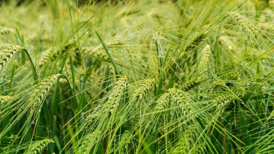 Nevreme zaobišlo Vojvodinu, ali pšenici potrebno još padavina