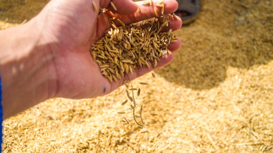 U prvom tromjesečju pala vrijednost otkupa žitarica, krumpira i vina