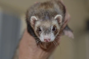 Radnika na nizozemskoj farmi koronavirusom zarazila kuna