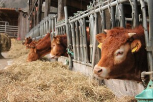 DZS: U ožujku zaklano više goveda, svinja i peradi, a manje ovaca