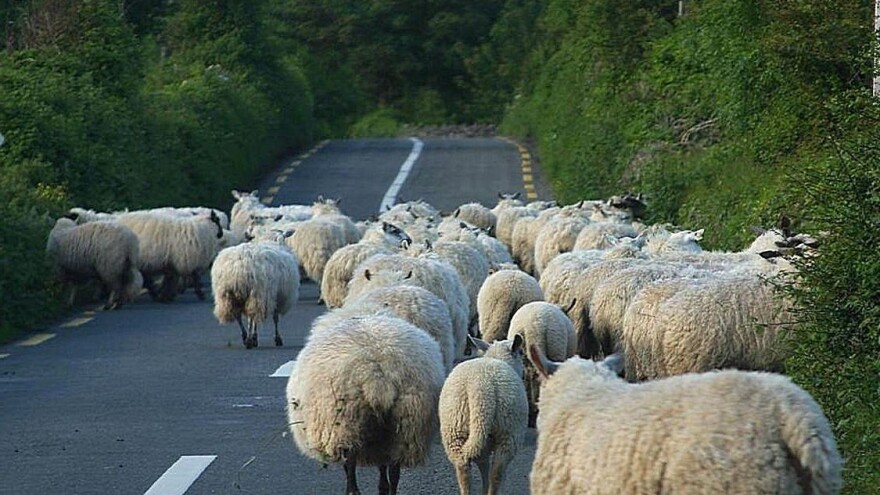 Autom pokosio stado ovaca, iza sebe ostavio jeziv prizor