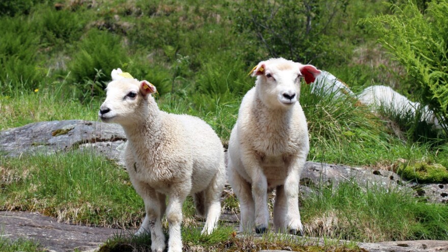 Proizvođači tovne junadi, svinja i janjadi za klanje podnesite zahtjev za mjere pomoći