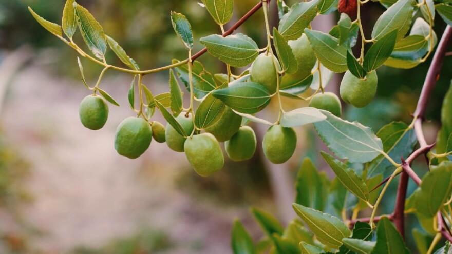 Kako smanjiti vodni stres u masliniku?