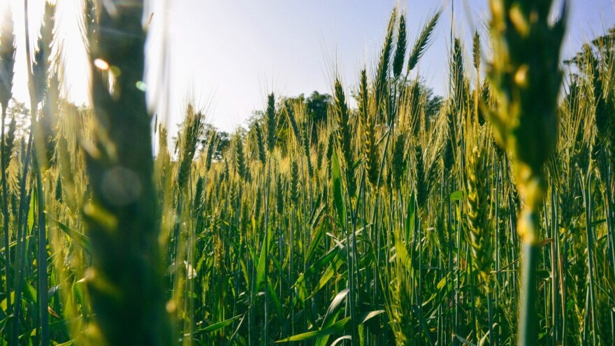 Poljoprivrednici, objavljen je natječaj za osiguranje usjeva, životinja i biljaka