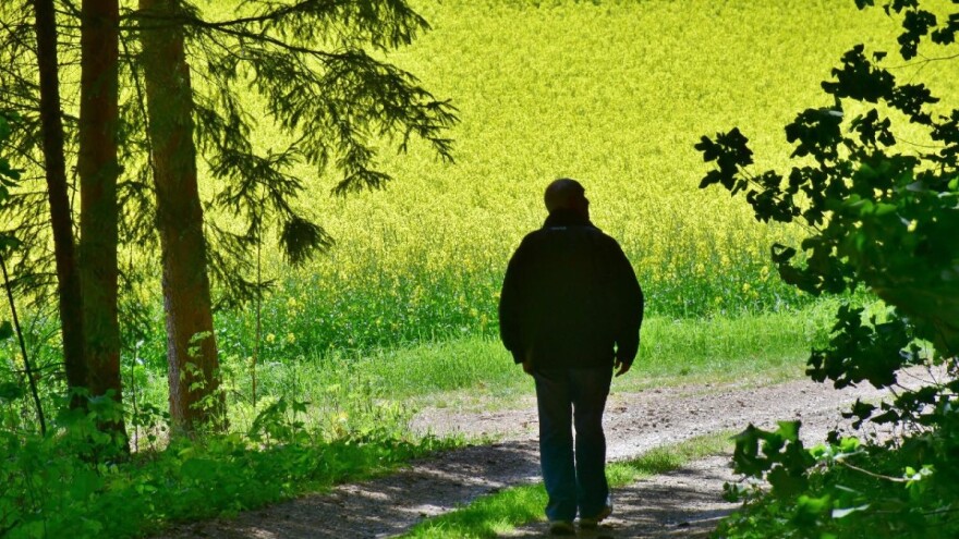 Uljana repica: Da li ćemo proizvesti biodizel koji raste na njivama?
