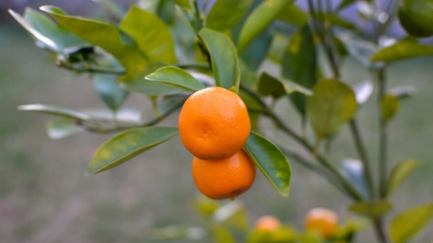 Kako uspješno uzgojiti mandarinu u posudi?