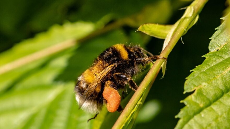 Bumbari mogu da nateraju biljke da cvetaju čak 30 dana ranije