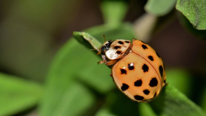 Azijske bubamare prave štete u poljoprivredi i izazivaju alergiju kod ljudi?