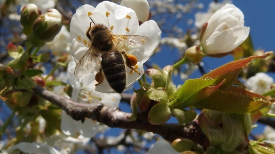Pčelarenje kao oprašivačka delatnost pokazalo se unosnim poslom