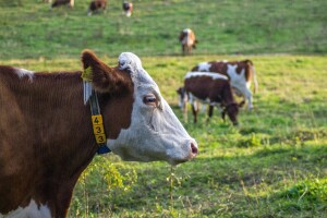 Priča da uzgoj goveda toliko šteti okolišu prenapuhana, ključ je u tehnologiji hrane?
