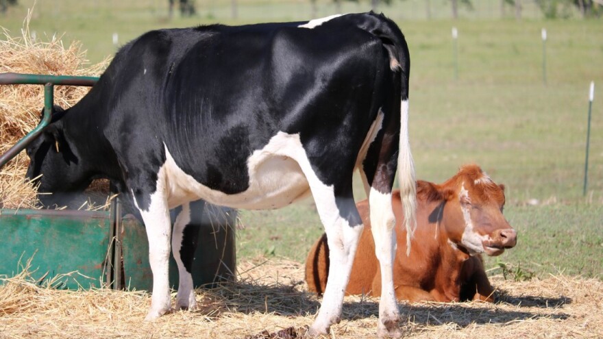 DZS: Prirast goveda u 2019. povećan za 30%, proizvodnja kravljeg mlijeka i dalje pada