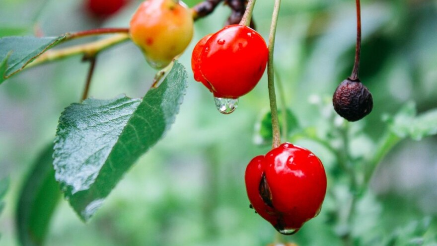 Od četvrtka toplije, ali obilne padavine prouzrokovale trulež