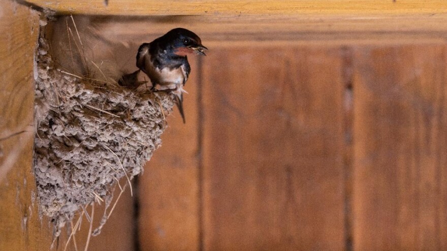 I ove godine za domaćinstvo koje su laste izabrale - tona kukuruza