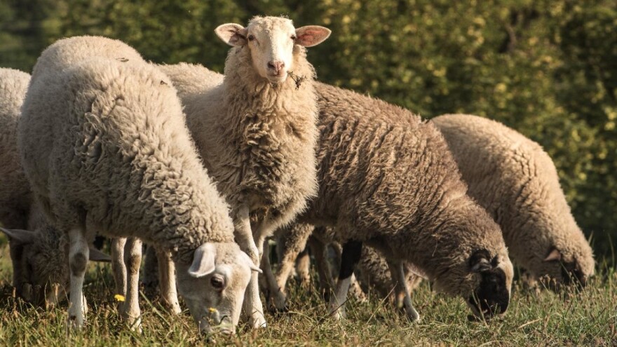 Otočki ovčari i kozari već spremni na sušu? Nadaju se kiši idući tjedan