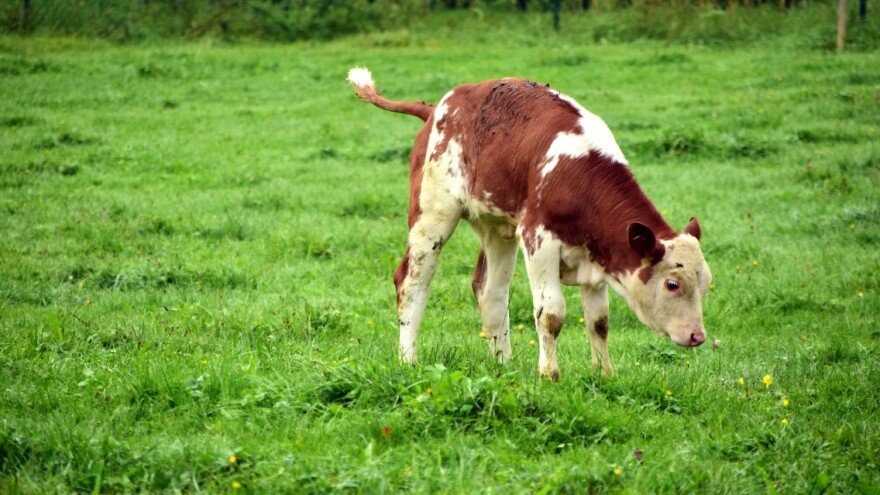 Na ispaši usmrtio tele, meso odnio sa sobom