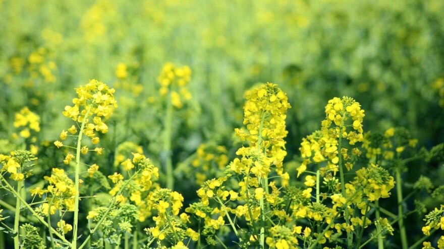 Prednosti korištenja gorušice kao siderata za zelenu gnojidbu