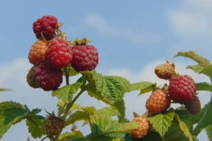 Najviše smo izvozili smrznute maline, a uvozili banane