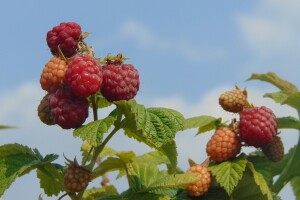 Najviše smo izvozili smrznute maline, a uvozili banane