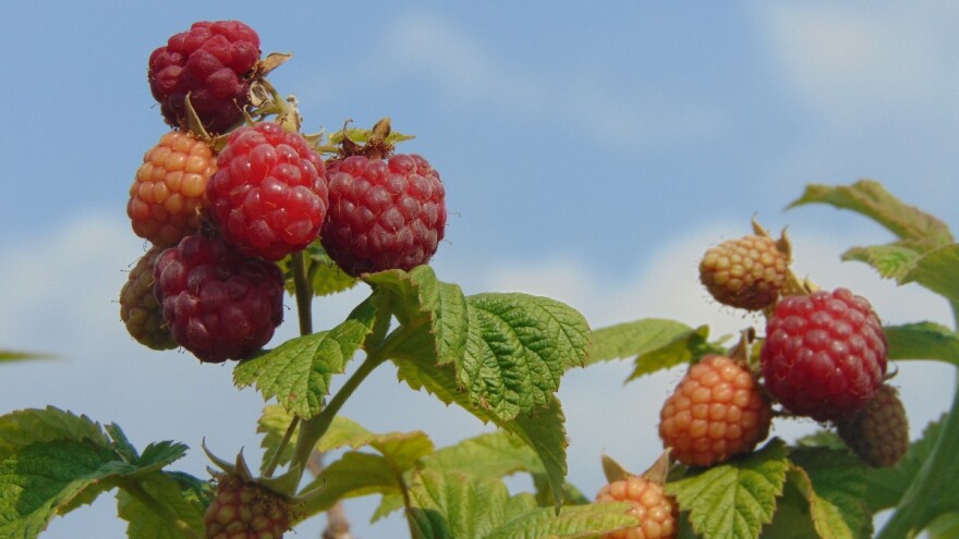 Najviše smo izvozili smrznute maline, a uvozili banane