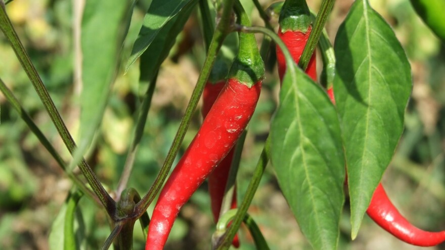 Otvorit će veće mogućnosti zapošljavanja u bh. poljoprivredi