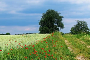 Srbija postala članica Međuvladine platforme o biodiverzitetu i uslugama ekosisistema