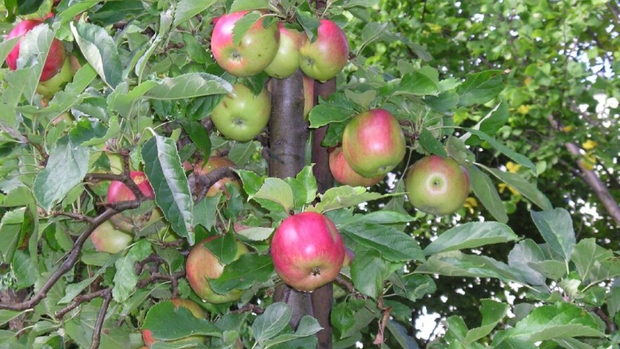 Pravilna primena hemijskog proreda plodova kod jabuke